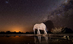 Nonintrusive lighting is being introduced around the waterhole to ensure the best possible conditions for nocturnal photography.