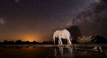 Nonintrusive lighting is being introduced around the waterhole to ensure the best possible conditions for nocturnal photography.