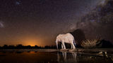 Nonintrusive lighting is being introduced around the waterhole to ensure the best possible conditions for nocturnal photography.