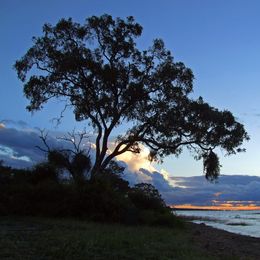 Chobe River Cruises