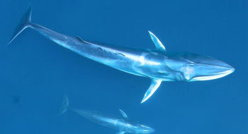 Omura's whales off Madagascar's northwest coast.