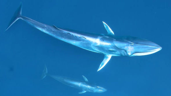 Omura's whales off Madagascar's northwest coast.