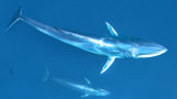 Omura's whales off Madagascar's northwest coast.