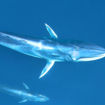 Omura's whales off Madagascar's northwest coast.