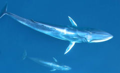 Omura's whales off Madagascar's northwest coast.