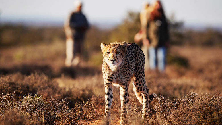 Samara Karoo Reserve in South Africa's Eastern Cape launched a guided hiking adventure to spot cheetahs in the area.