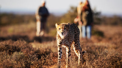 Samara Karoo Reserve in South Africa's Eastern Cape launched a guided hiking adventure to spot cheetahs in the area.