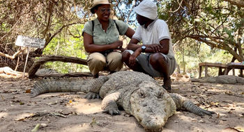 The writer gets extremely close to one of the crocodiles at Kachikally Crocodile Pool and Museum alongside Moses Bajo, a park spokesperson and croc caretaker.