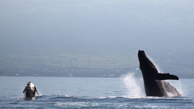 A breaching adult and baby whale are seen on the waters off Maui, which is a breeding ground for north Pacific humpback whales.